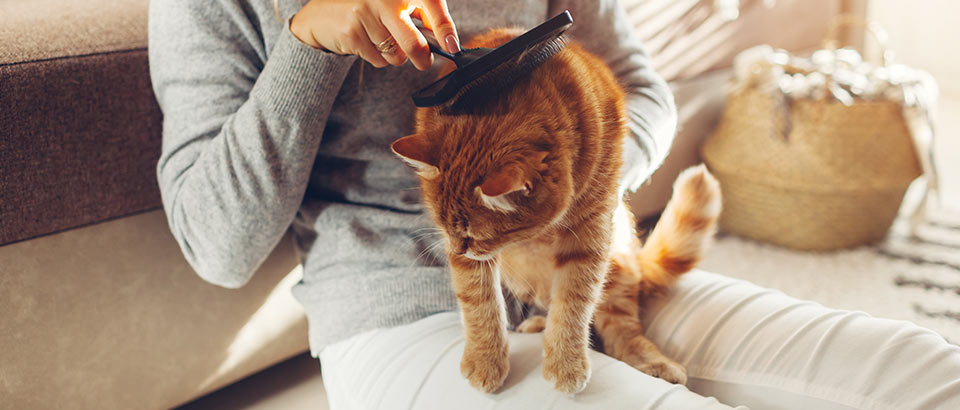 Alergen yang ada di rumah - Dander hewan peliharaan, fakta alergi