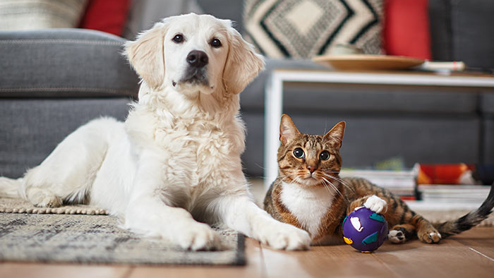 Alergen yang ada di rumah